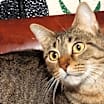 Thumbnail photo of Lucy #1