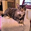 Thumbnail photo of Gunner #3