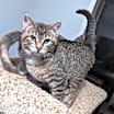 Thumbnail photo of Dobby #2