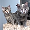 Thumbnail photo of Dobby #3