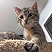 Thumbnail photo of Dobby #4