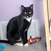 Thumbnail photo of Huckleberry #2