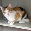 Thumbnail photo of S'more #2