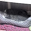 Thumbnail photo of Toby #2