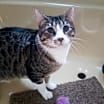 Thumbnail photo of Toby #3