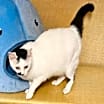 Thumbnail photo of Squishmallow #2