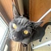 Thumbnail photo of Lucifer #2