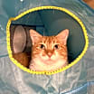 Thumbnail photo of Callisto #1