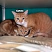 Thumbnail photo of Callisto #2