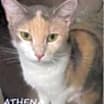 Thumbnail photo of Athena #2