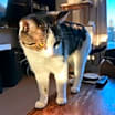 Thumbnail photo of Rusky #3