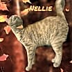 Thumbnail photo of Nellie #1