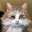 Thumbnail photo of Blanche #1
