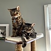 Thumbnail photo of Hex #1