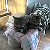 Thumbnail photo of Hex #4