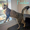 Thumbnail photo of Pookie #2