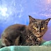 Thumbnail photo of Lucy #3