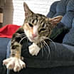Thumbnail photo of Shego #4