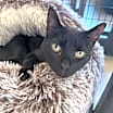 Thumbnail photo of Stormy #2