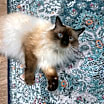Thumbnail photo of Lady Dumpling #1