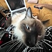 Thumbnail photo of Lady Dumpling #4