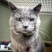 Thumbnail photo of Nimbus #1