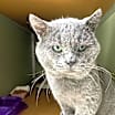 Thumbnail photo of Nimbus #2