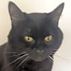 Thumbnail photo of Dewey #2