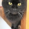 Thumbnail photo of Dewey #3