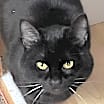 Thumbnail photo of Dewey #4