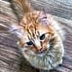 Thumbnail photo of Riley #1