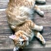Thumbnail photo of Riley #2