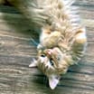 Thumbnail photo of Riley #3