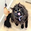 Thumbnail photo of Binx #2