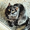 Thumbnail photo of Binx #3