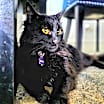 Thumbnail photo of Binx #4