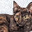 Thumbnail photo of Amelia #1
