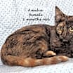 Thumbnail photo of Amelia #2