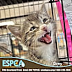 Thumbnail photo of Skitty #1