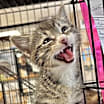 Thumbnail photo of Skitty #2