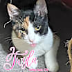 Thumbnail photo of Twyla #1