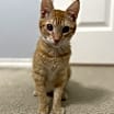 Thumbnail photo of Nugget #1