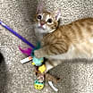 Thumbnail photo of Nugget #2