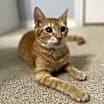 Thumbnail photo of Nugget #3