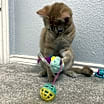 Thumbnail photo of Nugget #4