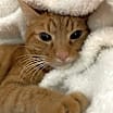Thumbnail photo of Puff #1