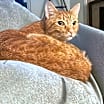 Thumbnail photo of Puff #2