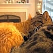 Thumbnail photo of Puff #3