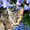 Thumbnail photo of Bluebell #1