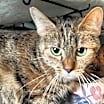 Thumbnail photo of Bluebell #2